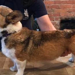 Border Collies and Pembroke Welsh Corgis from Willis Farm