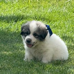 Mr Blue - White and badger male Great Pyrenees puppy in Idaho from Portneuf Range Pyrenees