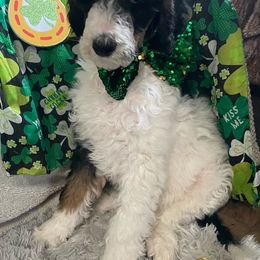 Romeo - Parti Poodle puppy in New Kensington, Pennsylvania from Happy puppy tails
