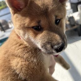 Shiba Inu Puppies from The Animal Farm Shiba Inus & Mameshibas