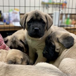 Mastiff Puppies from P Diamond Mastiffs