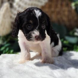 Jane - Chocolate female Cavapoo puppy in Dothan, Alabama from Farquharson's Poodles&Doodles
