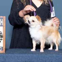 Honey - Chihuahua