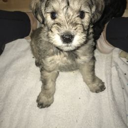 Schnoodle Puppies from RR Schnoodles