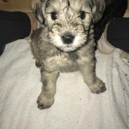 Schnoodle Puppies from RR Schnoodles