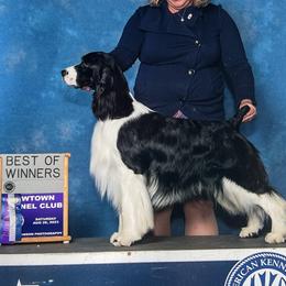 English Springer Spaniels from Ebenezer Valley ESS
