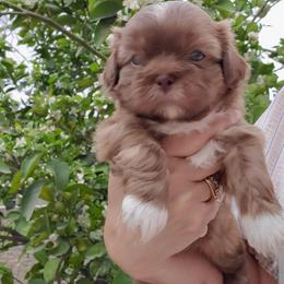 Boy 2 - Liver and white male Shih Tzu puppy in Seguin, Texas from Dolled Up Shih Tzus