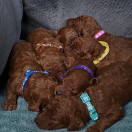 Poodle puppies from Mesquite Kennels