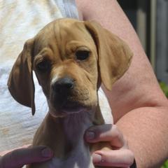 Pointer puppies from RaceCity