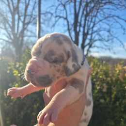 Cora - Harlequin female Great Dane puppy in Granby, Missouri from HCR Great Danes