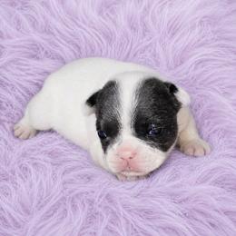 Blanca - Black and white female French Bulldog puppy in Maplewood, New Jersey from Poos&Bulls Keepsake