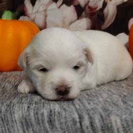 Coton de Tulear Puppies from Marilyn Edwards