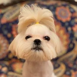 Shih Tzus from Blue Heaven