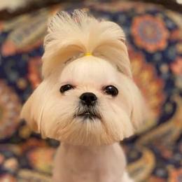 Shih Tzus from Blue Heaven