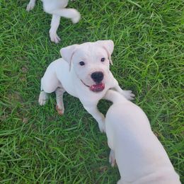 American Bulldog and French Bulldog Puppies from Slumski's Bulldogs