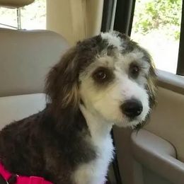 Bernedoodles, Goldendoodles, and Poodles from Wagging Tailz Pups