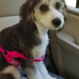 Bernedoodles, Goldendoodles, and Poodles from Wagging Tailz Pups