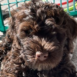Portuguese Water Dog Puppies from Red River Kennels