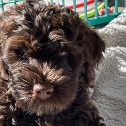 Portuguese Water Dog Puppies from Red River Kennels