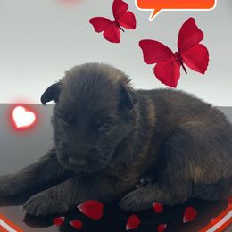 German Shepherd Puppies from Devon Rugerio's German Shepherds