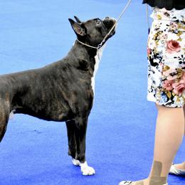Boxer All Grown Up from Bluegrass Brawn Boxers