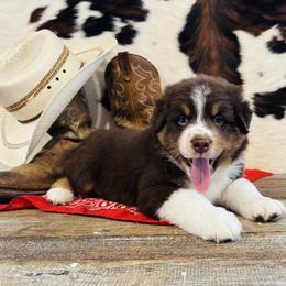 BLEU - Red tri-color male Australian Shepherd puppy in Durand, Wisconsin from Larson’s Legacy Aussome Aussie Kennels