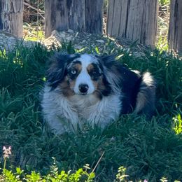 Marley - Toy Australian Shepherd