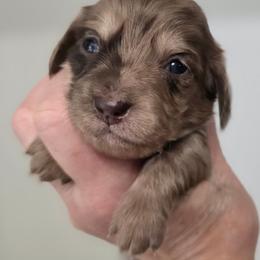 Chocolate Chip - Dapple female Dachshund puppy in Nine Mile Falls, Washington from River Run Doxies