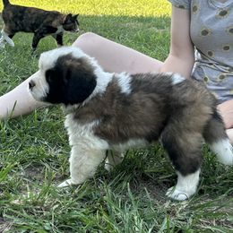 Sailor - Mahogany and white female Saint Bernard puppy in Warrensburg, Missouri from Hirt House Saints