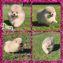 Dazzy - Cream sable female Pomeranian puppy in Anna, Texas from Fantasy Pomeranians & Fantasy Aussies