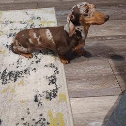 Cedar - Dachshund