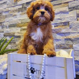 Cavapoo, Maltipoo, and Poodle Puppies from Mount Baker Poodle and Doodles