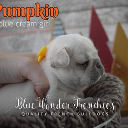Pumpkin - Cream female French Bulldog puppy in Loxahatchee, Florida from Blue Wonder Frenchies