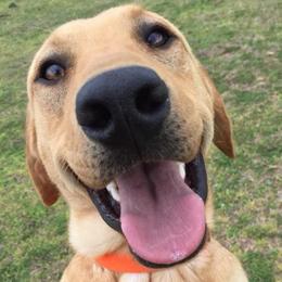 Lindsey's Toucan Sam (Sammy)  - Labrador Retriever