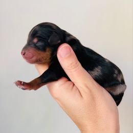 Girl 1 - Merle female Goldendoodle puppy in Auburn, Indiana from Martin’s Doodles