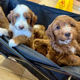 Goldendoodle Puppies from Halo Doodles