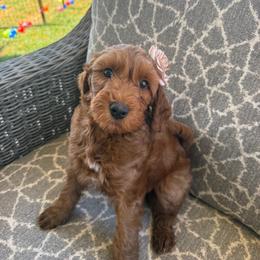 Lainy - Red  female Goldendoodle puppy in Pine Grove, California from Lundee Doodles
