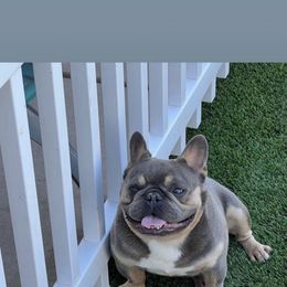 Soochi - French Bulldog