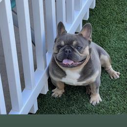 Soochi - French Bulldog