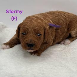 Stormy (F) - Red  female Goldendoodle puppy in Lewisville, Texas from Zink Doodles