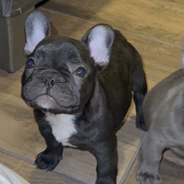 French Bulldog Puppies from A Quality French Bulldogs AZ