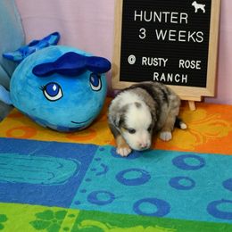 Miniature American Shepherd and Miniature Australian Shepherd Puppies from Rusty Rose Mini Aussies and Mini American Shepherds