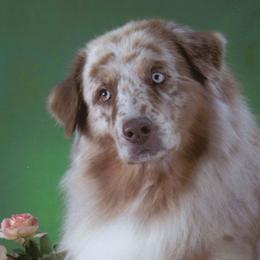 Anatolian Shepherd Dogs and Australian Shepherds from Tina Burks