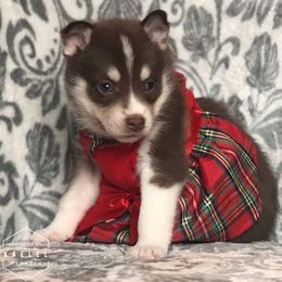 Pomsky Puppies from Kaelel Kennels