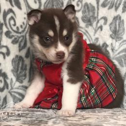 Pomsky Puppies from Kaelel Kennels