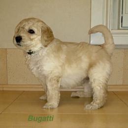 Bugatti - Apricot male Goldendoodle puppy in Sanderson, Florida from Serenity Goldendoodles