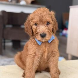 Blue collar boy - Apricot male Goldendoodle puppy in San Diego, California from Southside Doodles