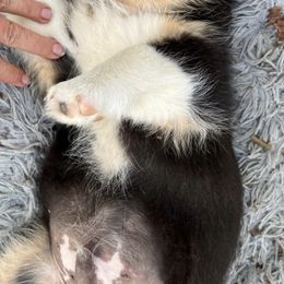 American Corgis, Cardigan Welsh Corgis, and Pembroke Welsh Corgis from Schumaker Corgis