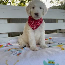 Sheepadoodle Puppies from Pawsome Doodle Haven