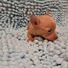Rose - Gold female Chihuahua puppy in Branford, Florida from Mbjs Doxies and chihuahuas